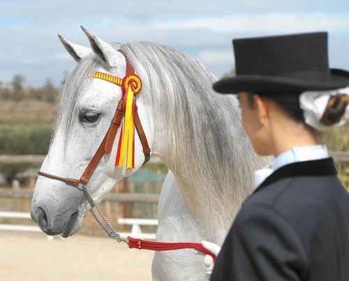 Alimentación del caballo de paseo o de ocio. Como alimentar caballos de trabajos reducidor o ponies.