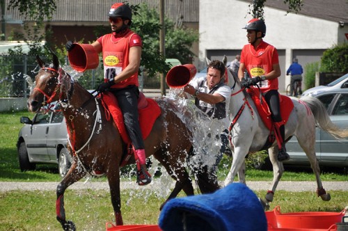 La alimentación de los caballos de entrenamiento en trote carreras  y raid (endurance)